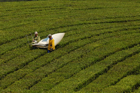 It may not be Assam or Ceylon, but growing tea is a profitable business in Russia. Krasnodarkiy krai is one of the fastest developing regions of growing the tea.    Source: RIA Novosti