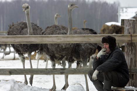 A fazenda de avestruzes nos arredores de Murmansk Foto: RIA Nóvosti