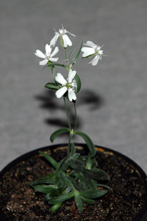 Silene stenophylla. Foto de AP