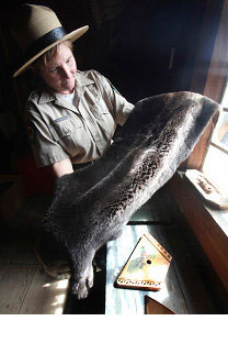 Robin Joy, especialista interpretativa del Parque EstadualHistórico Fort Ross, muestra una piel de nutria marina. Fuente: AP Photo/Rich Pedroncelli