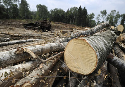 Trees are felled in the Khimki Forest Park to make room for theconstruction of the Moscow – St Petersburg highway.”Source: ITAR-TASS / Alexei Filippov