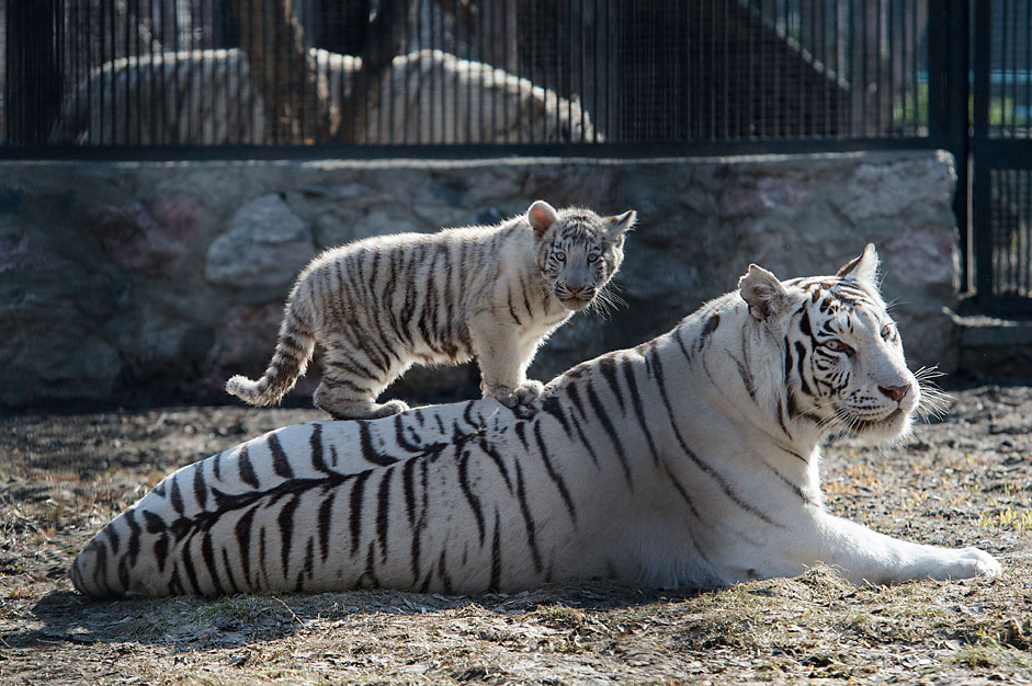 A white Bengal tiger cub plays with its mother in a zoo in theSiberian city of Novosibirsk, about 2,800 kilometers (1,750 miles)east of Moscow, Russia, Tuesday, April 21, 2015. Two blue-eyed Bengaltiger cubs were born in March to a couple of white tigers atNovosibirsk zoo.