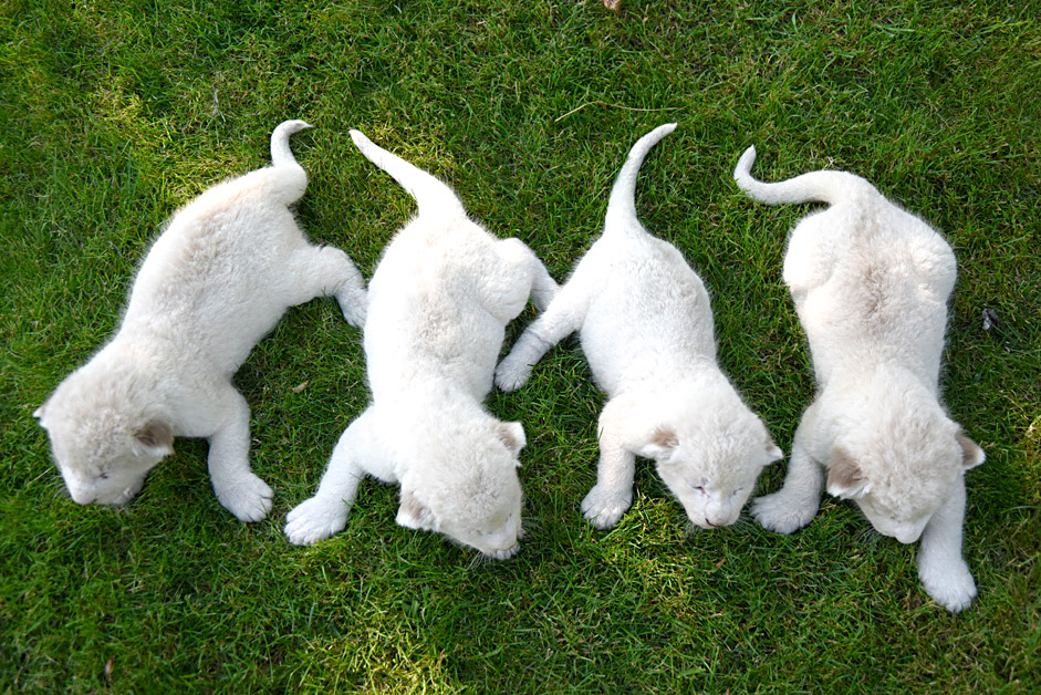Four white lion cubs, born two weeks ago, play on the grass at the Taigan Safari Park, in Belogorsk, July 29, 2015. The newly born white lion cubs were shown to the media for the first time. 