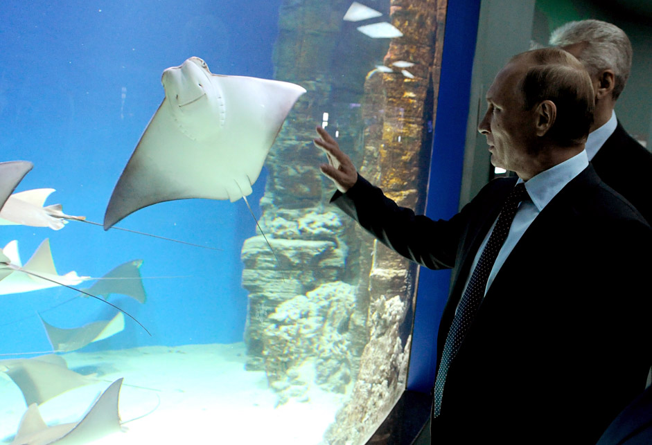 Президентът на Русия Владимир Путин посети новия център по океанография и морска биология „Москвариум“ в изложбения комплекс ВДНХ. 