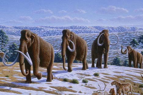 Última população de mamutes conhecida viveu na ilha de Wrangel, no Oceano Ártico, há 4 mil anos Illustração: wikipedia.org