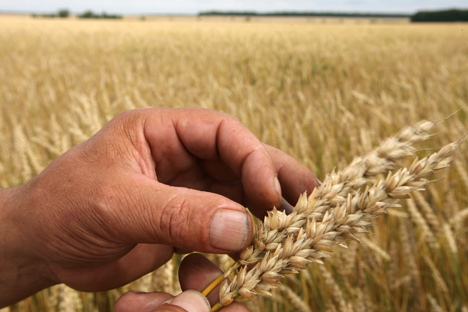 Der russische Getreideimport kann 2013 weiter zunehmen. Foto: RIA Novosti