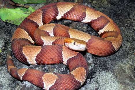 Para a retirada de mais veneno os dez funcionários do serpentário cuidam da tranquilidade dos animais Foto: wikipedia.org