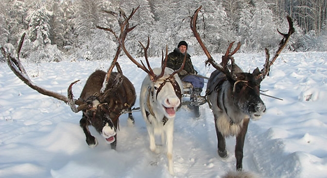 A cada dois anos os empresários compram mais duas ou três renas para a fazenda Foto: sevolen.ru