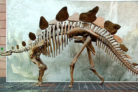 Reconstrução do esqueleto de estegossauro Foto: wikipedia