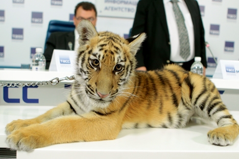 Filhote de tigre virou centro das atenções durante coletiva de imprensa sobre o programa Foto: Vitáli Beloussov/RIA Nóvosti