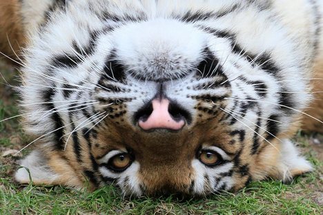 Tigre siberiano, também conhecido como o tigre de Amur, está na lista de espécies ameaçadas de extinção Foto: Reuters