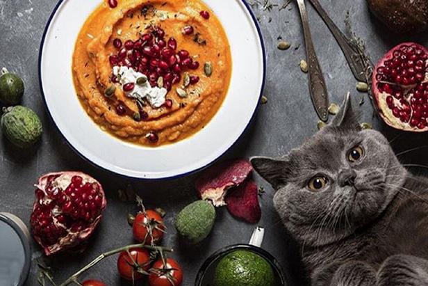 Além de pratos deliciosos, @russianfoodieproject tem um gato como mascote
