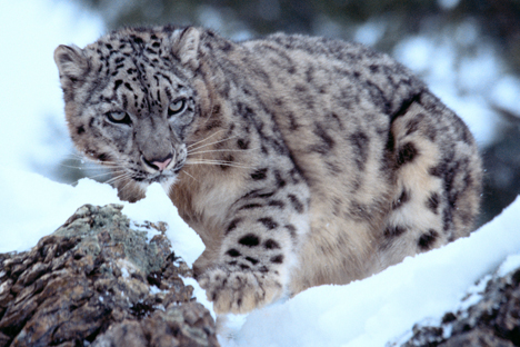 Der Amur-Leopard ist in freier Wildbahn nahezu ausgestorben. Foto: Alamy / Legion Media