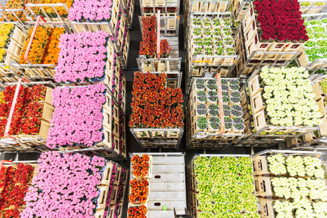 Россельхознадзор подчертава, че става въпрос единствено за гарантиране на безопасността от заразяване от холандските цветя, а не за пълна забрана на внос на цветя от Европа. 