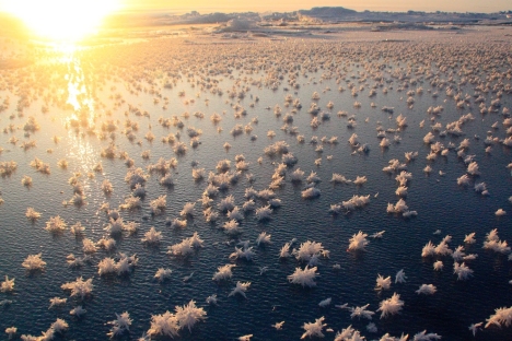 Apesar de serem estruturas frágeis, as flores de gelo abrigam mais de 1 milhão de bactérias Foto: Matthias Wietz