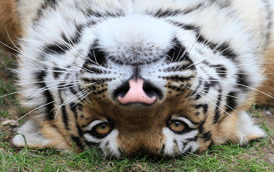 Bartek, a one-year-old male Amur tiger, looks out from an open-air cage at the Royev Ruchey zoo on the suburbs of Russia's Siberian city of Krasnoyarsk.