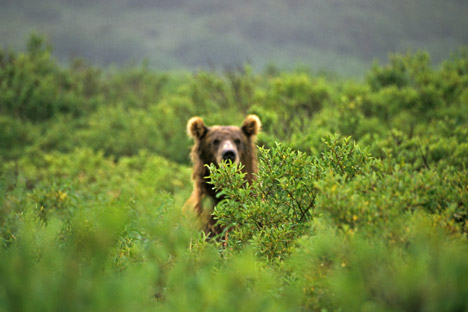 In Kamchatka this year, authorities have recorded a large number of anomalous bears that have not gone into winter hibernation. Source: Geo photo