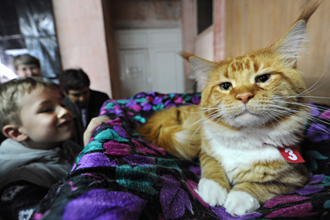 Valor desse gato era estimado em 1000 rublos (US$ 30) Foto: AFP / East News