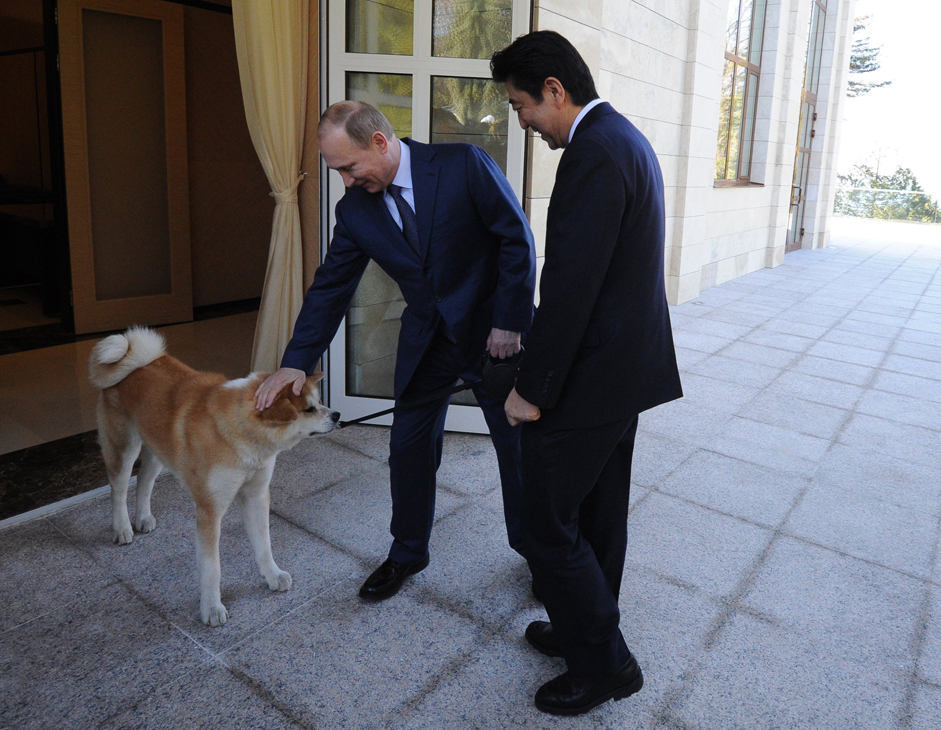 安倍晋三首相が5月8日、ロシア・ソチの大統領公邸でプーチン大統領と会談した際、秋田県の佐竹敬久知事が大統領に贈った秋田犬「ゆめ」が一緒に玄関先で出迎えた。