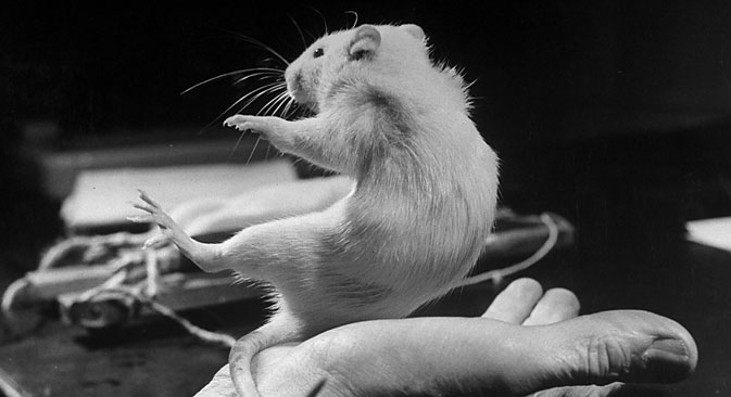 Even a small mice can stop great spectacle. Source: Getty Images