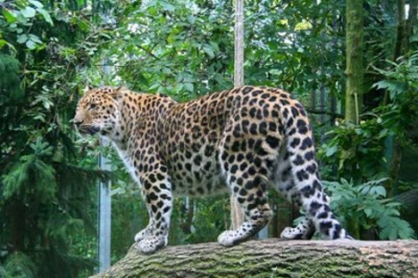 El leopardo de Amur es un animal en peligro de extinción. Fuente: Zoo de Moscú.