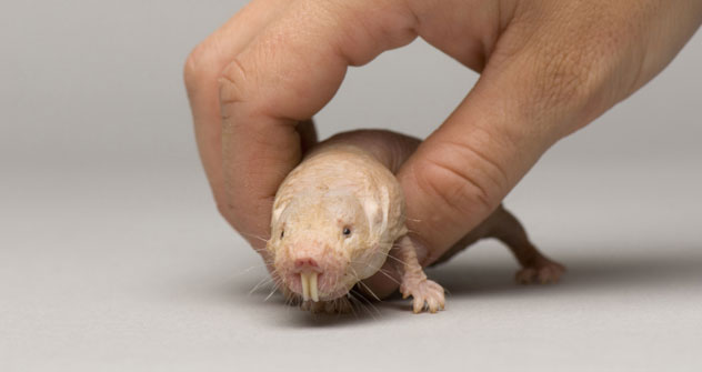 Los científicos estudian los genes de la rata topo lampiña. Fuente: Getty Images