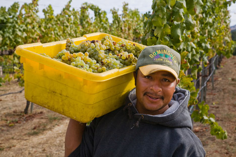 Progresivamente, México se está volviendo un destino prioritario para los productores de vinos de todo el mundo. Fuente: Alamy / Legion Media