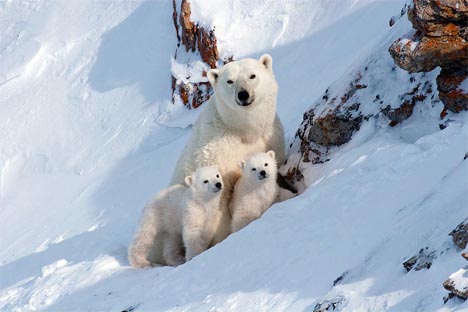  En la  Tierra de Francisco José no vive nadie, salvo los osos blancos. Fuente: Bezrukov & Bashnaeva.