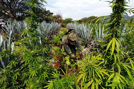 Toma impulso la cooperación contra el narcotráfico entre la Federación y  varios países latinoamericanos. Fuente: AFP / EastNews