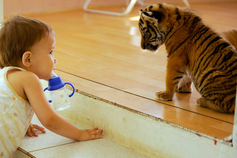 Rusia cuenta actualmente con una población de alrededor de 400 tigres. Fuente: Mijail Mordásov