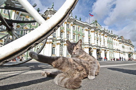 Los gatos obtuvieron el estatus de guardianes del museo ya en tiempos de Catalina II. Fuente: Kommersant