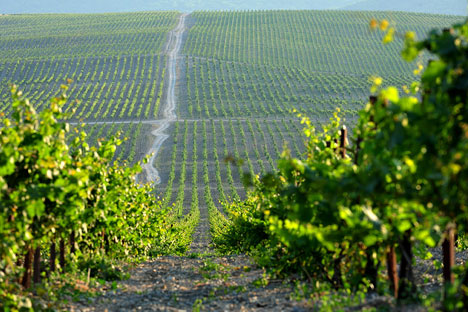 La industria vinícola se moderniza y aumenta la calidad de las cosechas locales. Fuente: PhotoXpress
