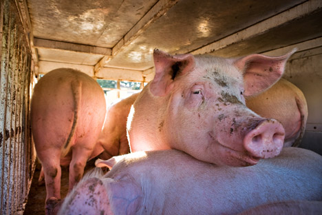 As importações de carne suína do Brasil sofrem periódicas limitações desde dezembro de 2012 Foto: AFP/East News