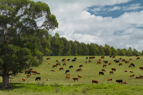 La carne uruguaya es el principal producto de exportación. Fuente: Getty Images.