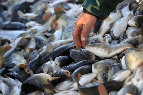Les zones de pêche de l’Afrique occidentale sont principalement riche en sardines, chinchards, sardinelles et maquereaux. Crédit : Reuters/Vostock-Photo