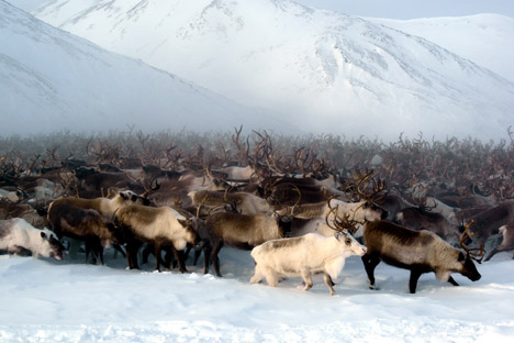 Chez les rennes, le troupeau suit son chef. S’il court, tous courent, jusqu’à l’épuisement. Crédit : Lori/Legion Media