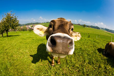 Aux Etats-Unis, il y a des entreprises qui produisent de la viande sans ajouter de ractopamine et la fournissent à des pays de l'Union Européenne, à la Chine et à d'autres pays. Source: Shutterstock