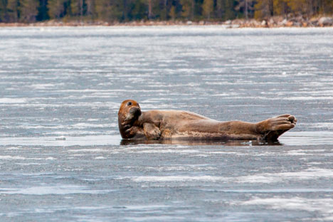 Der natürliche Lebensraum der Robben im Weißen Meer entwickelt sich zu einem Zentrum des Öko-Tourismus. Foto: Jewgenij Ptuschka/ Strana.ru