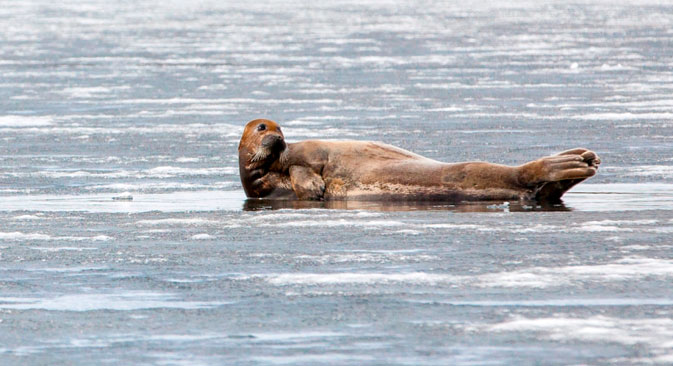 Au printemps, ces lions marins, moustachus et débonnaires, se rassemblent généralement là où la glace recouvre encore les rivages. Crédit : Evgueni Ptouchka/strana.ru