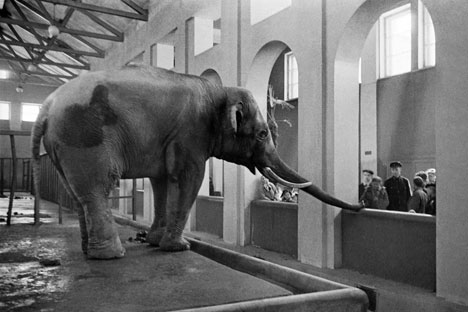 Un éléphant au zoo de Moscou, 1944. Crédit : Anatoly Garanin / RIA Novosti
