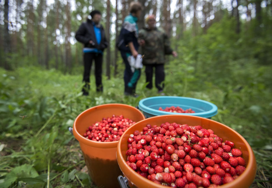 La cueillette des fraises sauvages dans la foresterie de Tsarskoïé Selo, dans la région d'Omsk. 