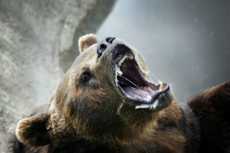 Sahalinski mrki medvjed, vjerovali ili ne, vrlo je sramežljiva životinja i samo instinkt opstanka natjerat će ovu krupnu zvijer na agresiju. Izvor: ITAR-TASS