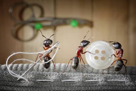 Mravi na fotografijama Andreja Pavlova izgledaju više kao Liliputanci ili vrlo niski ljudi nego kao insekti. Izvor: Shutterstock/ Legion Media  