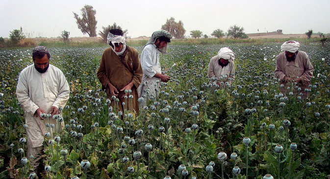 U Afganistanu je 2014. posijano rekordnih 250 tisuća hektara opijumskog maka. Izvor: AP