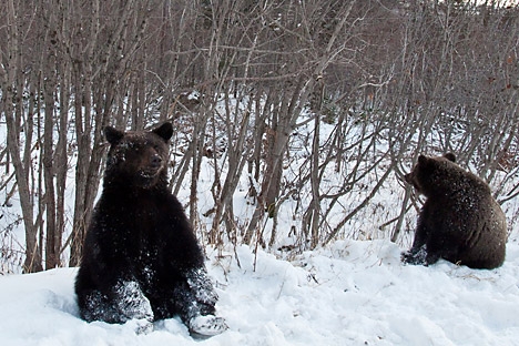 Dua bulan musim dingin yang hangat di Rusia mem buat para beruang tetap terjaga. Kredit: Dmitry Tretyakov/RIA Novosti