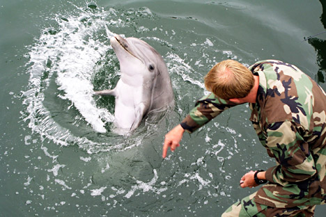 aat ini, hanya ada dua pusat pelatihan lumba-lumba tempur di dunia yakni yang berbasis di San Diego (Amerika Serikat) dan Sevastopol. Kredit: Avatar/wikimedia.org