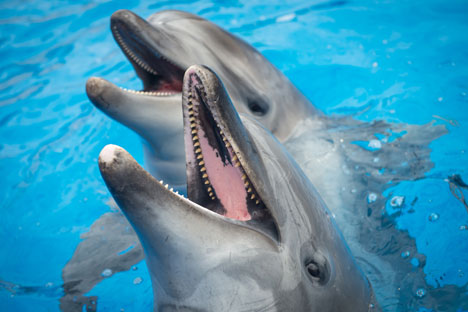 Lumba-lumba di dolphinarium Sevastopol, Krimea. Foto: RIA Novosti