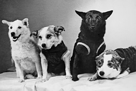 Anjing-anjing kosmonot. Dari kiri ke kanan: Strelka, Chernushka, Zvyozdochka, dan Belka, 1961. Foto: V. Zhikharenko/TASS