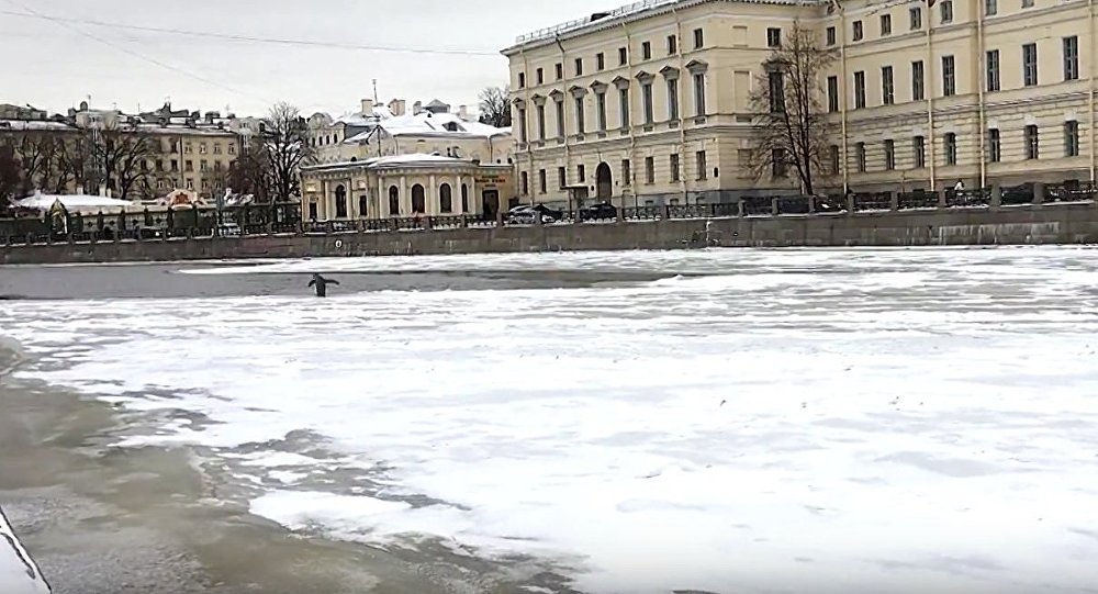 Burung yang tak bisa terbang ini ditemukan oleh warga setempat di Sankt Peterburg saat ia tengah berjalan susah payah menyeberangi Sungai Fontanka.