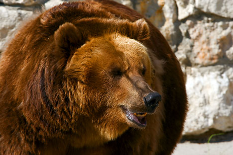 Bears are finally waking up from the hibernation period. Source: Lori/Legion Media